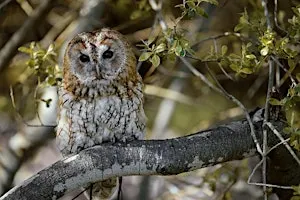 Wex Experience Day: CANON Birds of Prey Photography Day