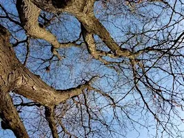 Autumn Forest Bathing