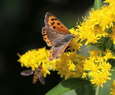 The nature reserve outside my back door: wildlife gardening with Steve Cale