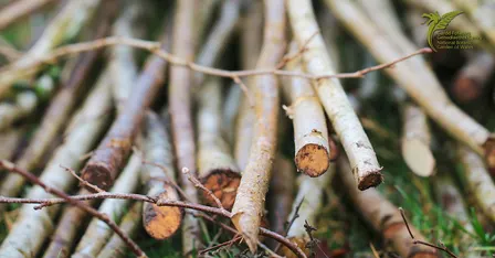 Coppicing Course | Torri coed yn ôl
