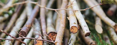 Coppicing Course | Torri coed yn ôl