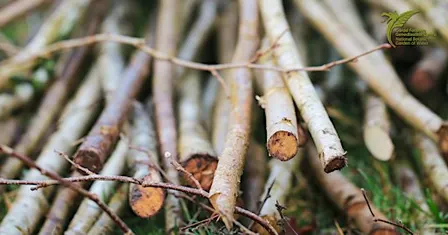 Coppicing Course | Torri coed yn ôl