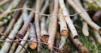 Coppicing Course | Torri coed yn ôl