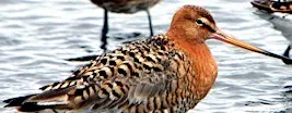 Autumn Migration in North Kent