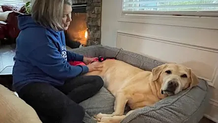 Learn to Massage Your Dog!