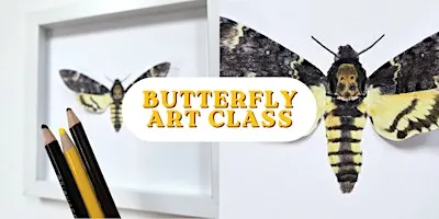 Moth Art Class: Death's-Head Hawkmoth