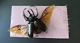 Beetle Pinning Workshop