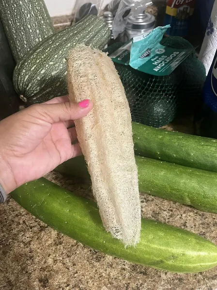 Loofah Harvest and Seed Saving Party
