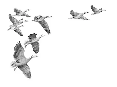 How to Fly - an afternoon talk with Simon Barnes