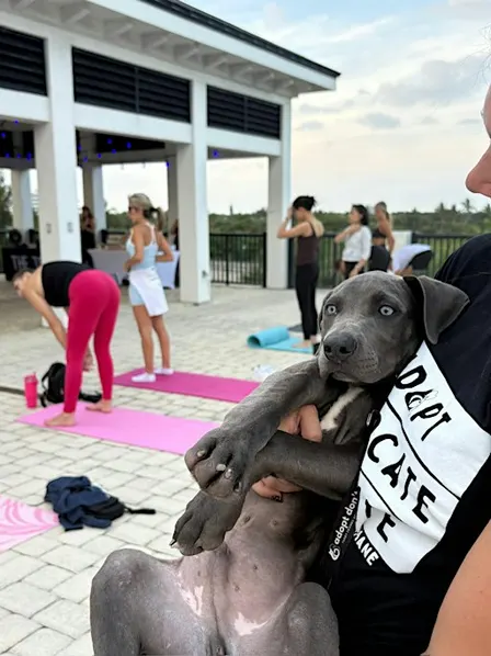 Pups + Yoga on the Rooftop with Village Yoga x Furry Friends