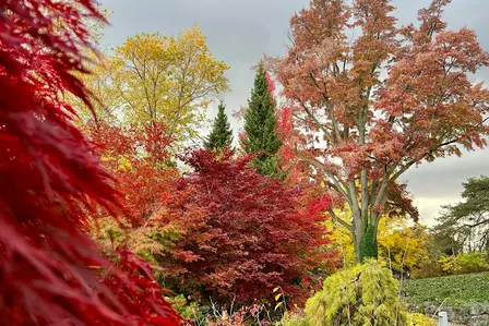 Forest Bathing at the Garden