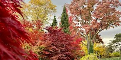 Forest Bathing at the Garden