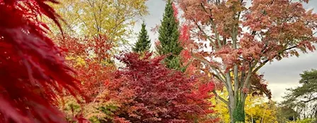 Forest Bathing at the Garden