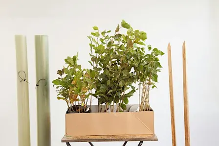 Woodland Trust tree pack giveaway - South Norfolk