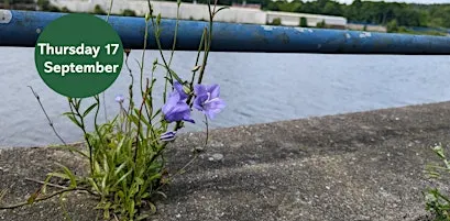 Ouse Burn Way: Exploring Urban Plants