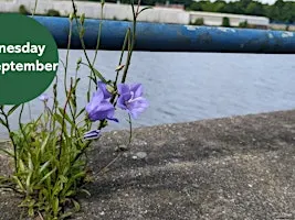 Ouse Burn Way: Exploring Urban Plants