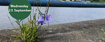 Ouse Burn Way: Exploring Urban Plants