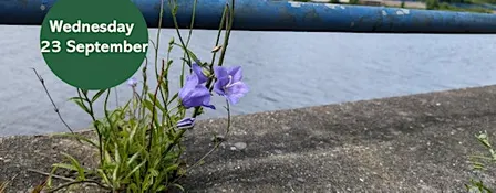 Ouse Burn Way: Exploring Urban Plants
