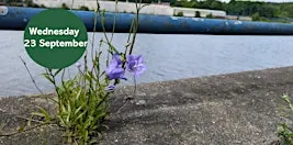 Ouse Burn Way: Exploring Urban Plants
