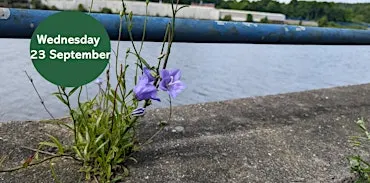 Ouse Burn Way: Exploring Urban Plants