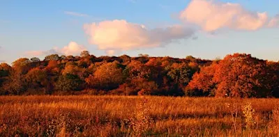 Halloween Tree Walk