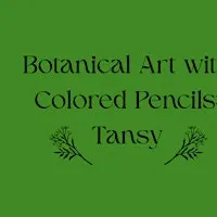 Botanical Art with Colored Pencils: Tansy