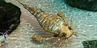 Fossil Frolic (Adults and Ages 8+)