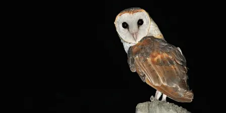 Owl Prowl
