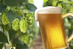 Brew School - Fresh Hop Season