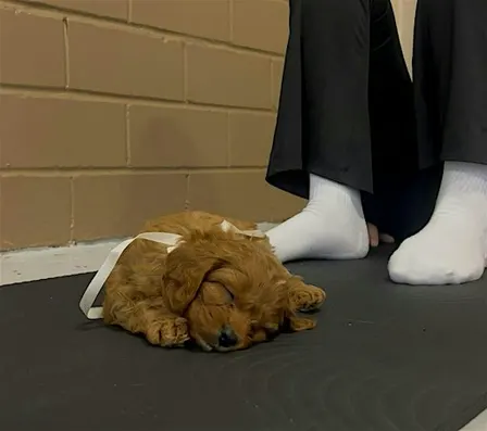 Puppy Pilates