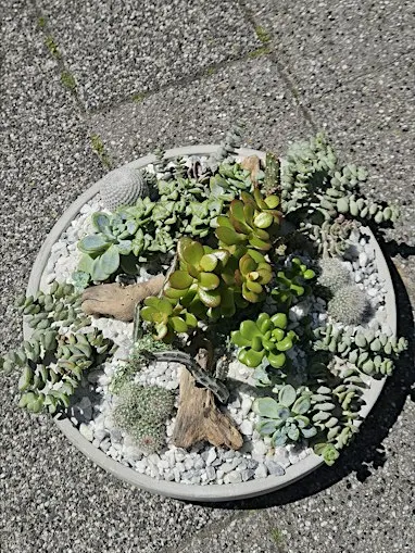 Open succulent terrarium