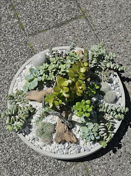 Open succulent terrarium