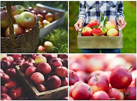 Apple  Weekend 2026