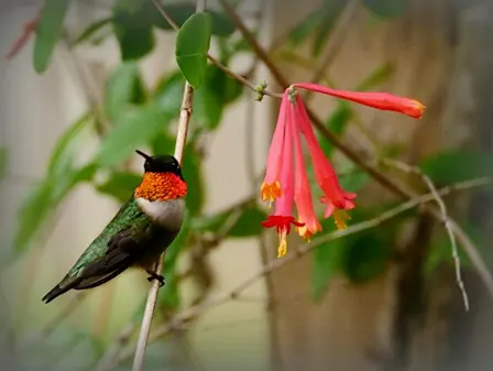 Birding Basics @ Hilltop Arboretum - Daytime Class (Fall 2026)