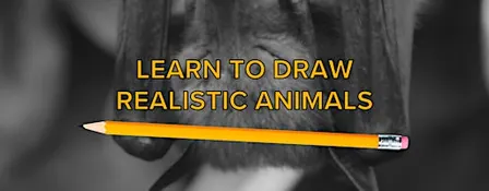 Drawing Animals Class: Fruit Bat