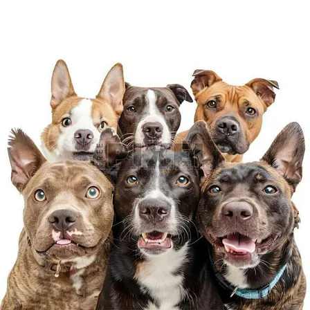 Woodbridge Regional Animal Shelter Fundraiser Event.... Let's Pawty !!!