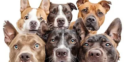 Woodbridge Regional Animal Shelter Fundraiser Event.... Let's Pawty !!!