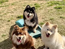 Puppy Open Day