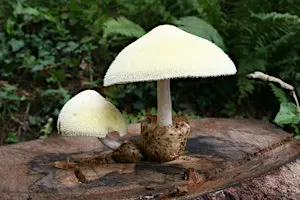 Fungi (ERCCIS Workshop)