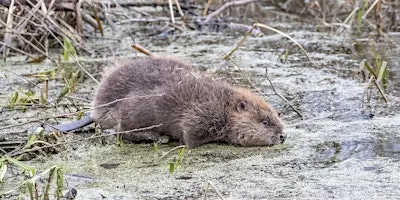 Nene Wetlands-'Behind the Scenes' Beaver Tours
