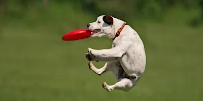 National Dog Database