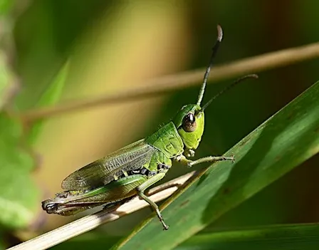 Insect Walk Series with Insectopia: Life in the New Meadow