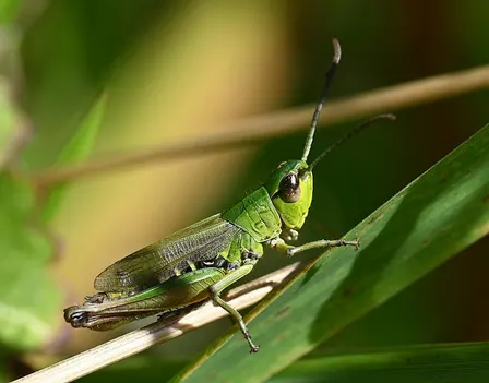 Insect Walk Series with Insectopia: Life in the New Meadow