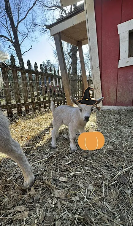 Goat Yoga Nashville- Halloween Spooktacular