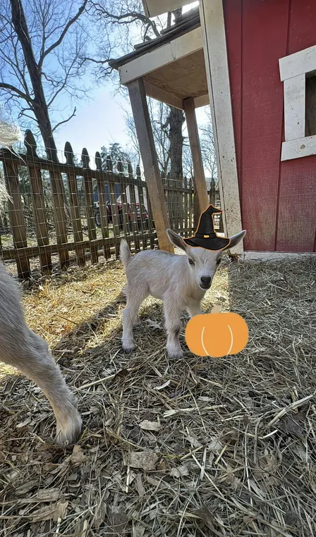 Goat Yoga Nashville- Halloween Spooktacular