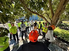 Tree Anatomy and Pruning for Landscape Professionals