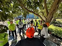Tree Anatomy and Pruning
