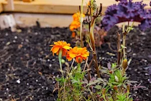 Indoor Composting with Vermicompost
