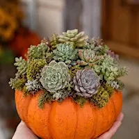 Succulent Pumpkin Design Experience