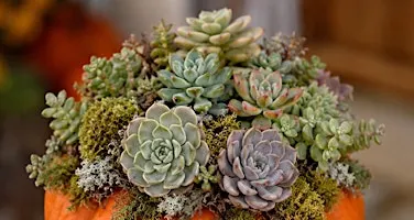 Succulent Pumpkin Design Experience